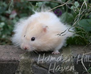 Jolly Cream Giant- Red Eyed Cream Banded Longhaired